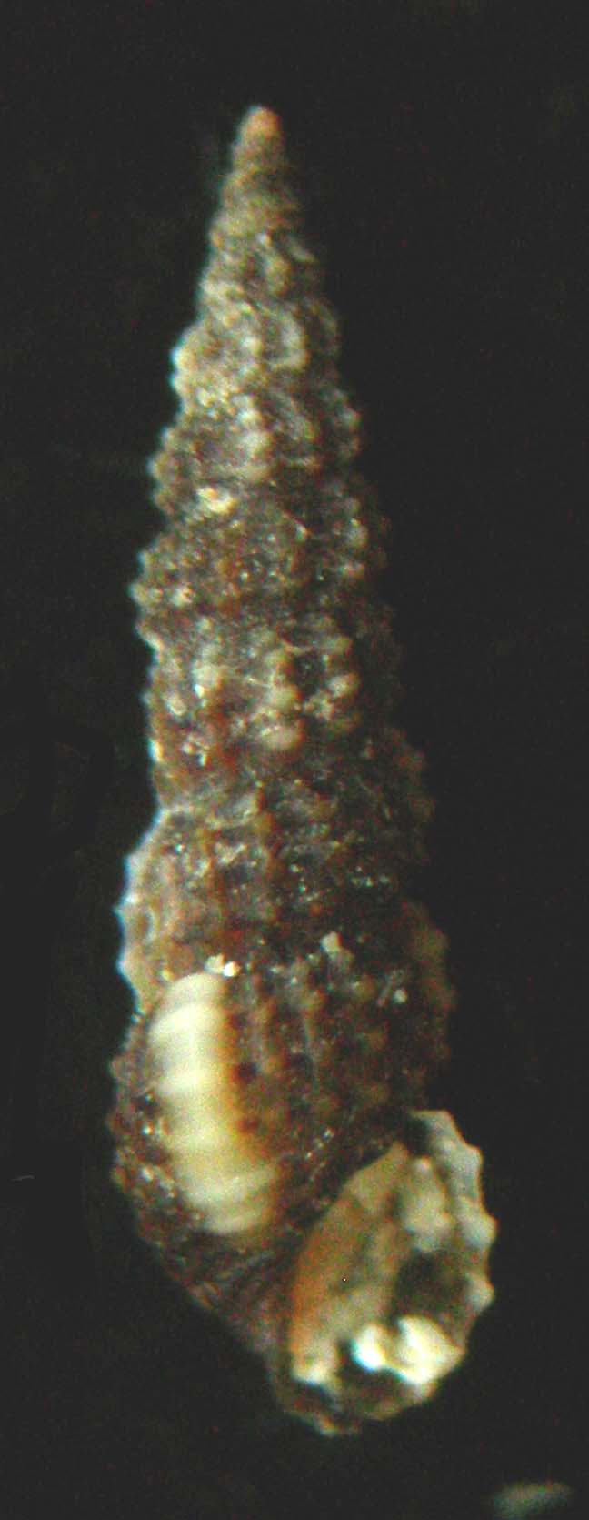 Bittium reticulatum